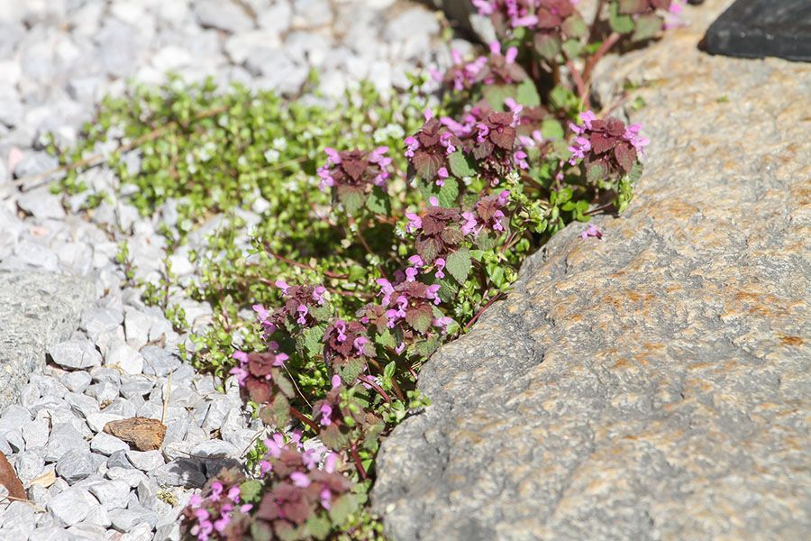 Urlaub Am Bauernhof Dienten Nösslaualm Almurlaub 29